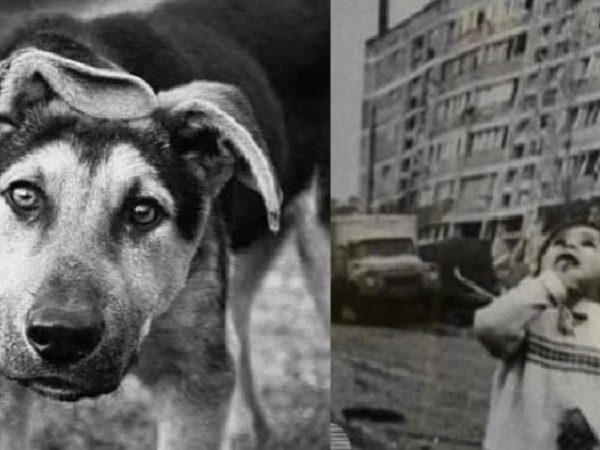 dzagli da bavshvi