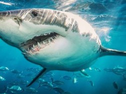 ზვიგენი