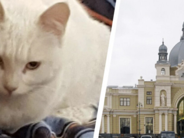 კატა 