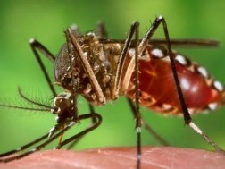 კოღო კოღო