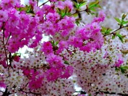 ამინდი ამინდი