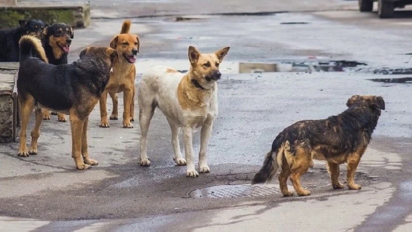 ძაღლები