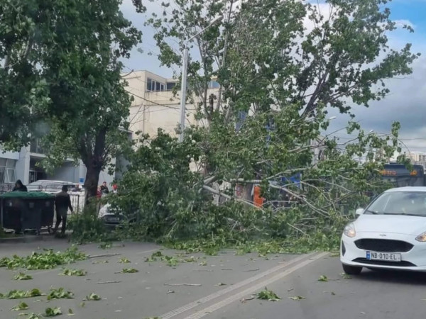 ხე დაეცა