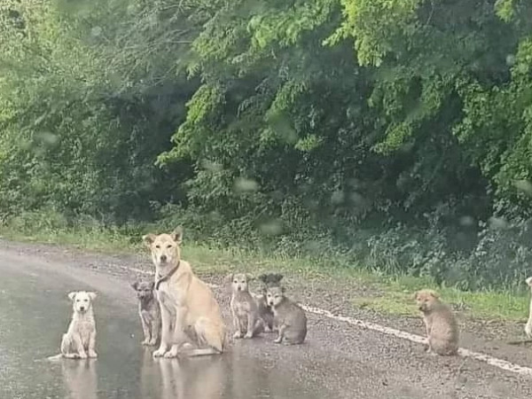 ცუგები