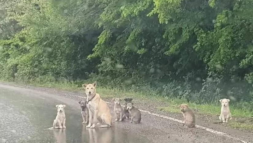 ცუგები