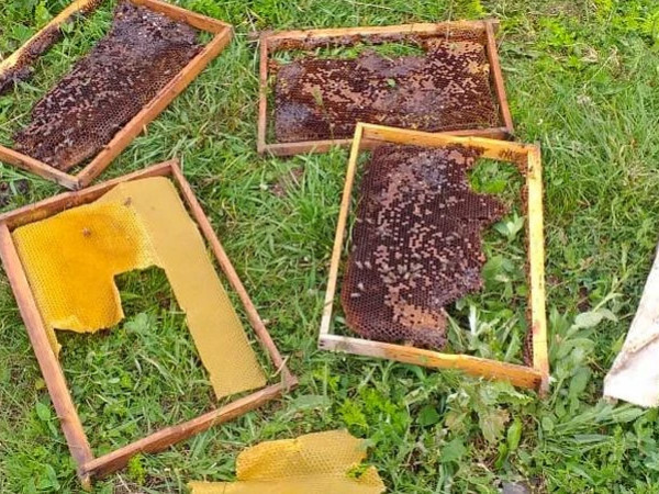 თაფლი