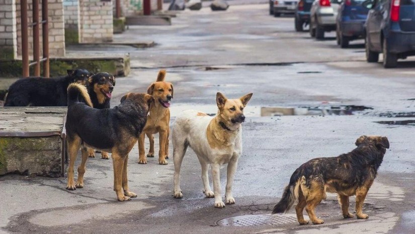 ძაღლები