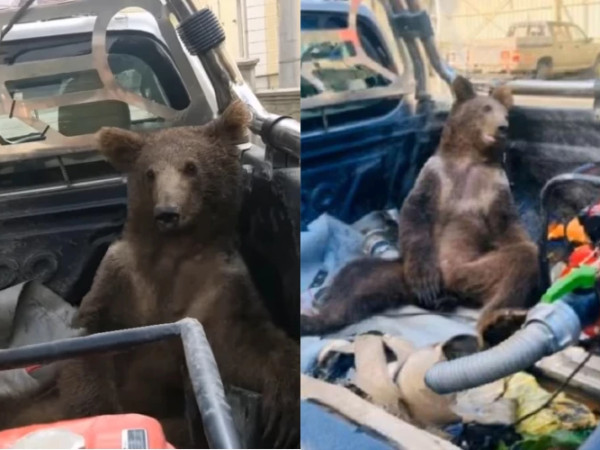 დათვი