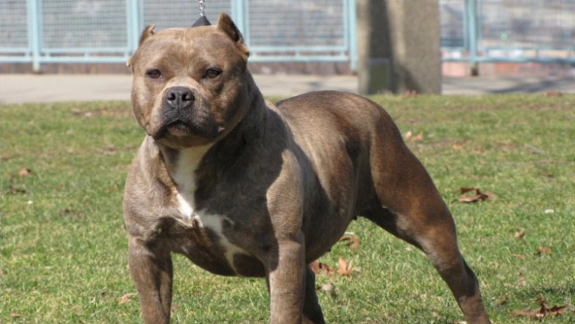 pitbul pitbul