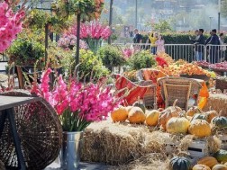 პროგრამა  პროგრამა