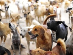  ძაღლები