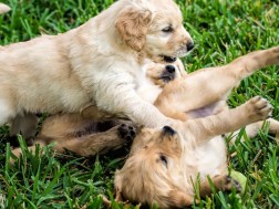 ძაღლები