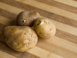 კარტოფილი