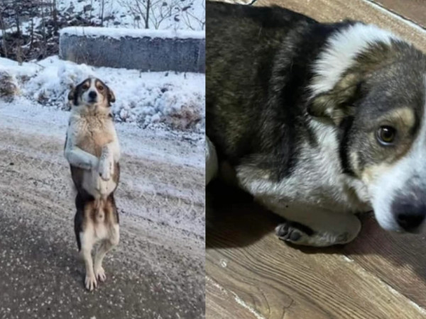 ცუგო