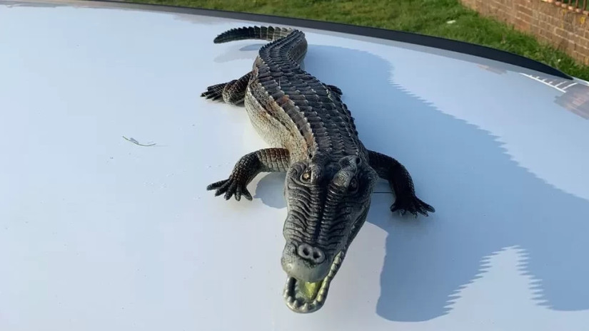aligator