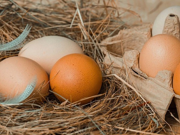 კვერცხი