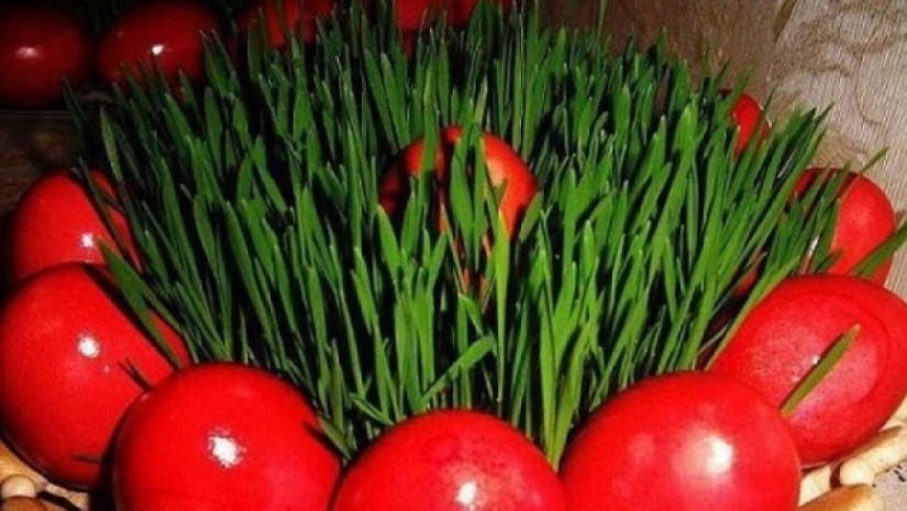 ჯეჯილი ჯეჯილი