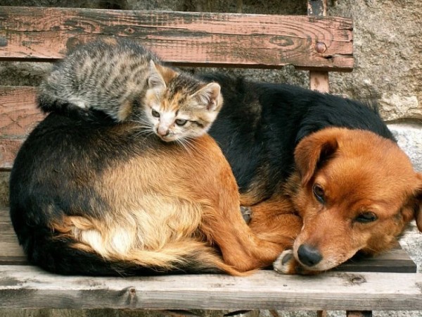 მიუსაფარი ცხოველები