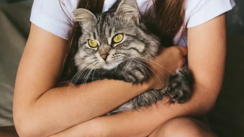 ცხოველი ცხოველი