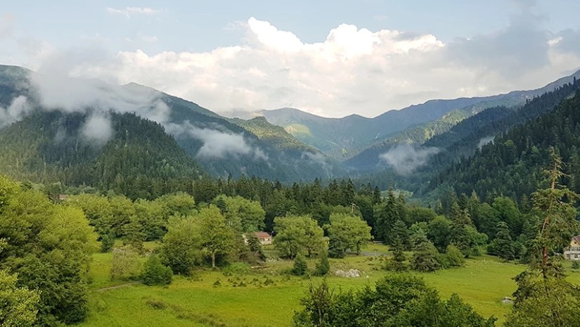 შოვი შოვი