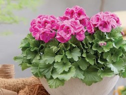 გერანი