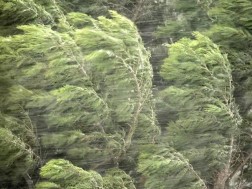 გთავაზობთ რეკომენდაციებს, თუ როგორ უნდა მოვიქცეთ ძლიერი ქარის დროს შენობის შიგნით და მის გარეთ. რეკომენდაციებს საგანგებო სიტუაციების მართვის სამსახური ავრცელებს.  როგორ უნდა მოიქცეთ ძლიერი ქარის დროს შენობის გარეთ იპოვეთ შენობა და შეაფარეთ თავი; დაიცავით 