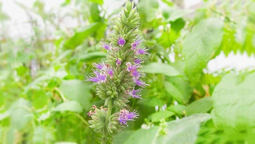 ფაჩული