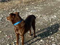 სალომე ზურაბიშვილის ძაღლი იპოვეს