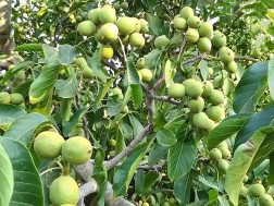 კაკლის ხე
