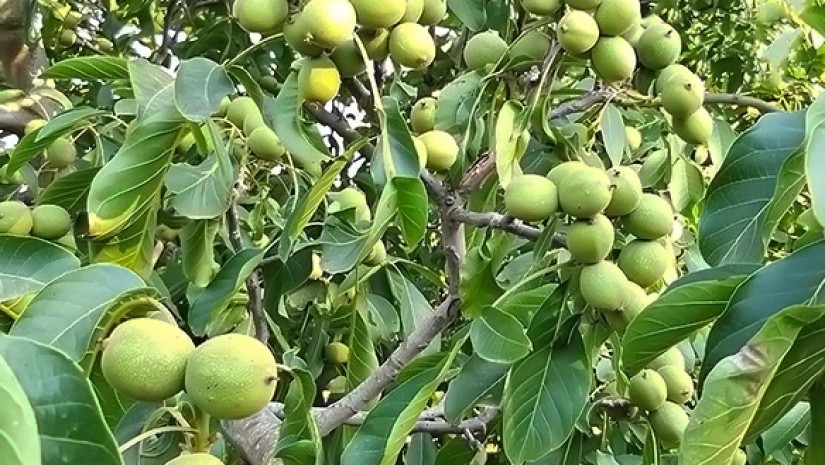 კაკლის ხე