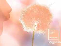 2024 წლის ფერი