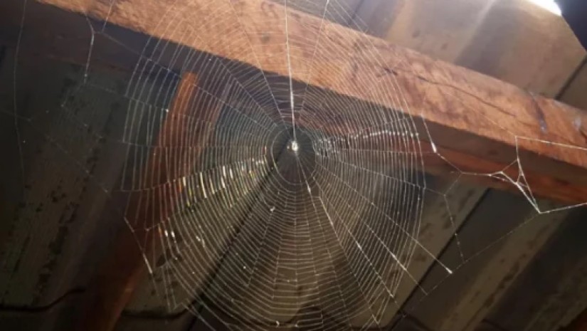 ობობის ქსელი