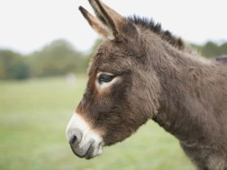 ვირი ვირი