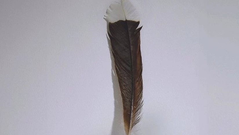 ბუმბული