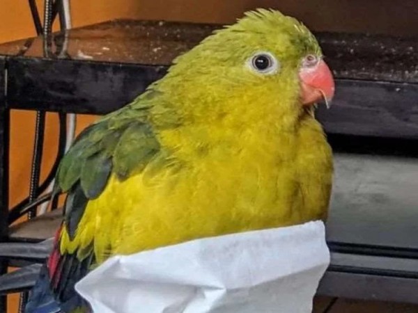 თუთიყუში თუთიყუში