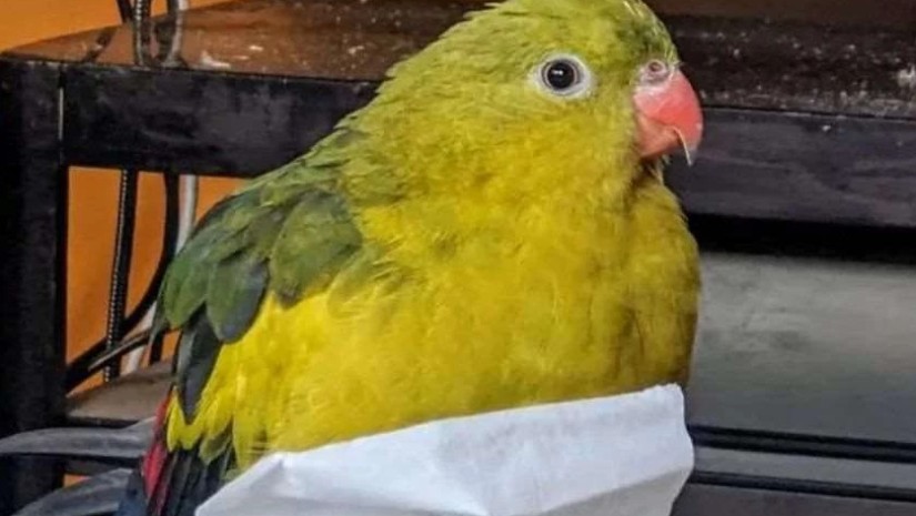 თუთიყუში