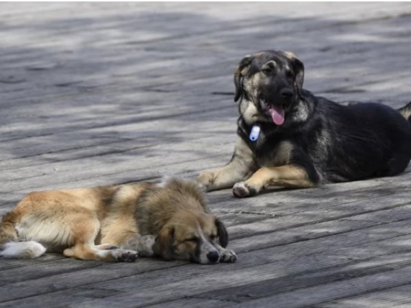 ძაღლები