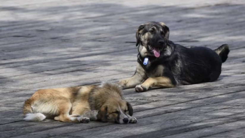 ძაღლები