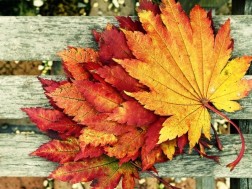 შემოდგომა შემოდგომა