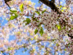 გაზაფხული