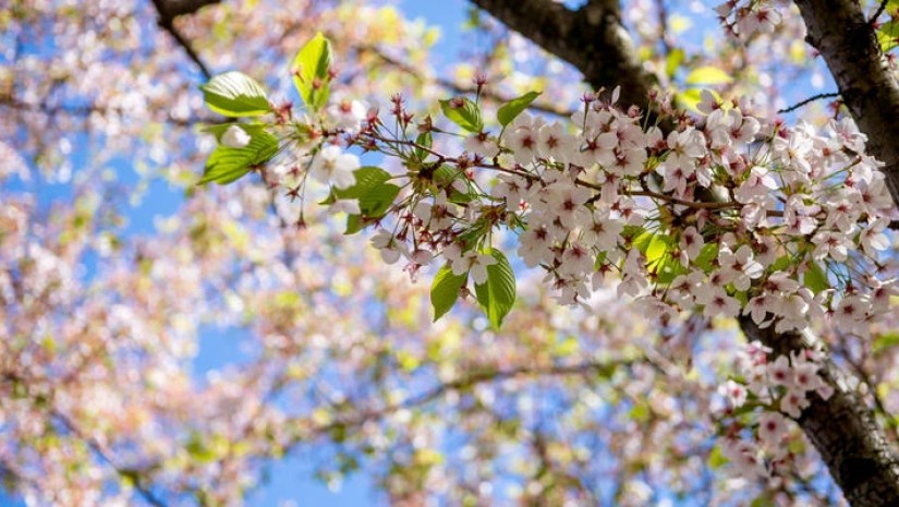 გაზაფხული