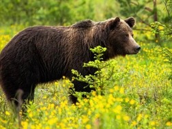 დათვები