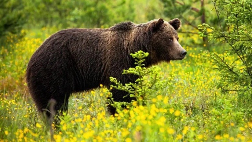 დათვები