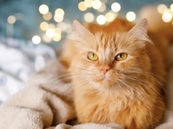 ჟღალი კატა