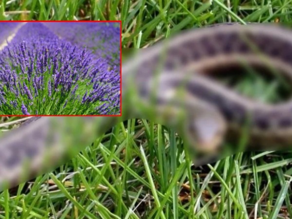 გველი და ლავანდა