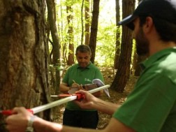 ტყის მართვა