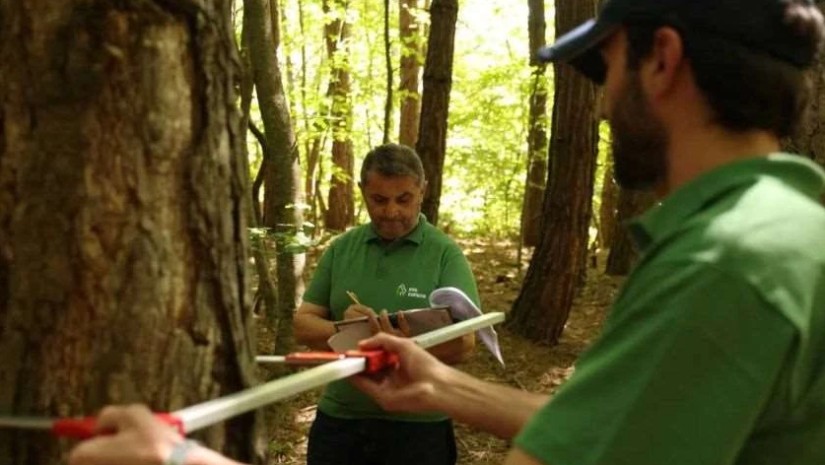 ტყის მართვა