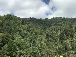 აჭარის რეგიონის დაცულ ტერიტორიებზე ტყის ინვენტარიზაციის სამუშაოები ჯამში 29 094 ჰექტარზე მიმდინარეობ აჭარის რეგიონის დაცულ ტერიტორიებზე ტყის ინვენტარიზაციის სამუშაოები ჯამში 29 094 ჰექტარზე მიმდინარეობ