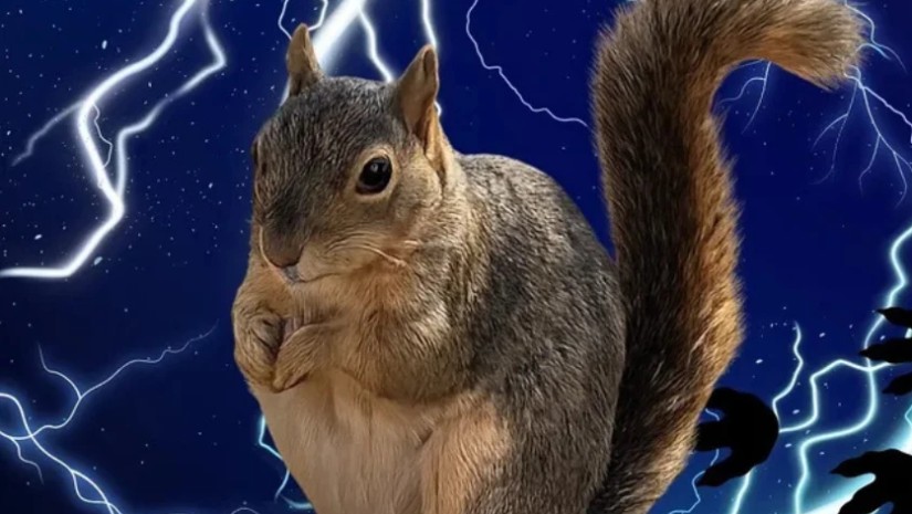 მსუქანი ციყვები მსუქანი ციყვები