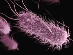 საშარდე გზების ინფექციები